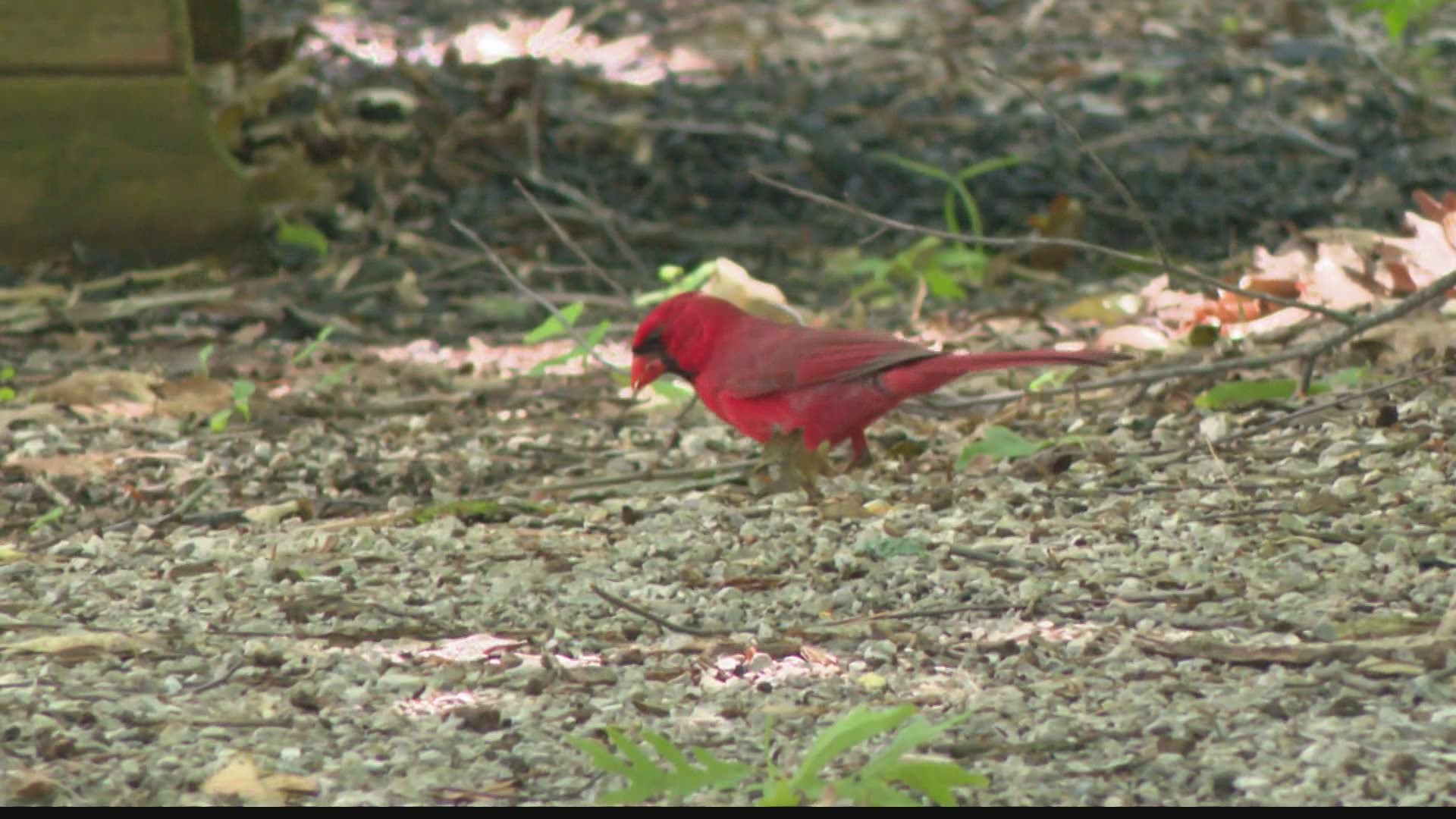 Indiana DNR has asked Hoosiers to take down their bird feeders and clean them as they investigate the mysterious deaths of songbirds across the state.