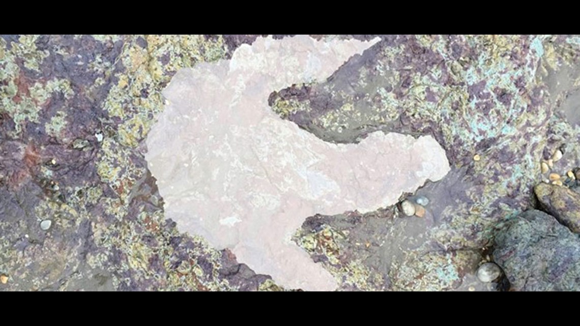 Fossil hunters discover prehistoric threetoed track after windstorm