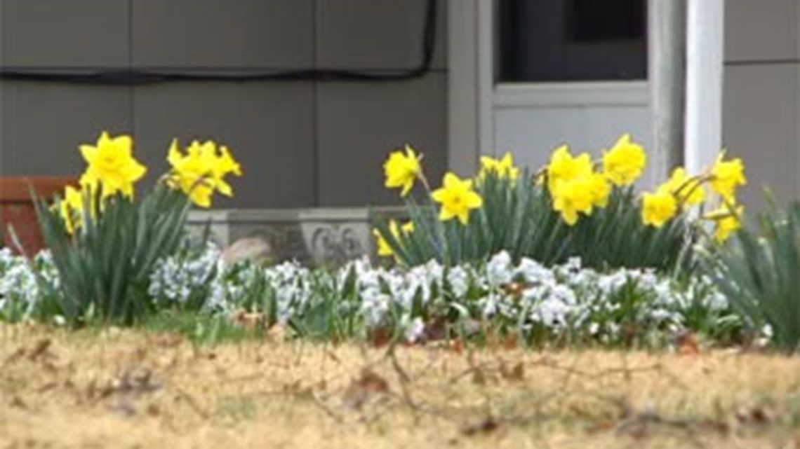 Spring flowers should withstand overnight frost