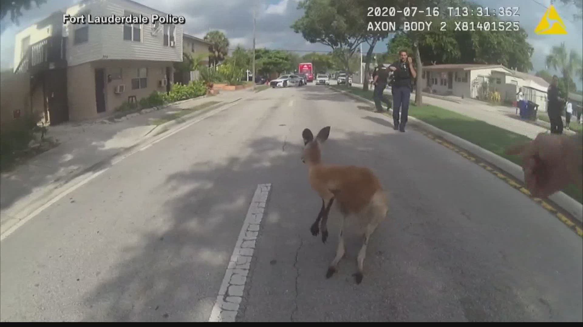 Ft. Lauderdale police were able to capture a kangaroo that got loose on a neighborhood street.