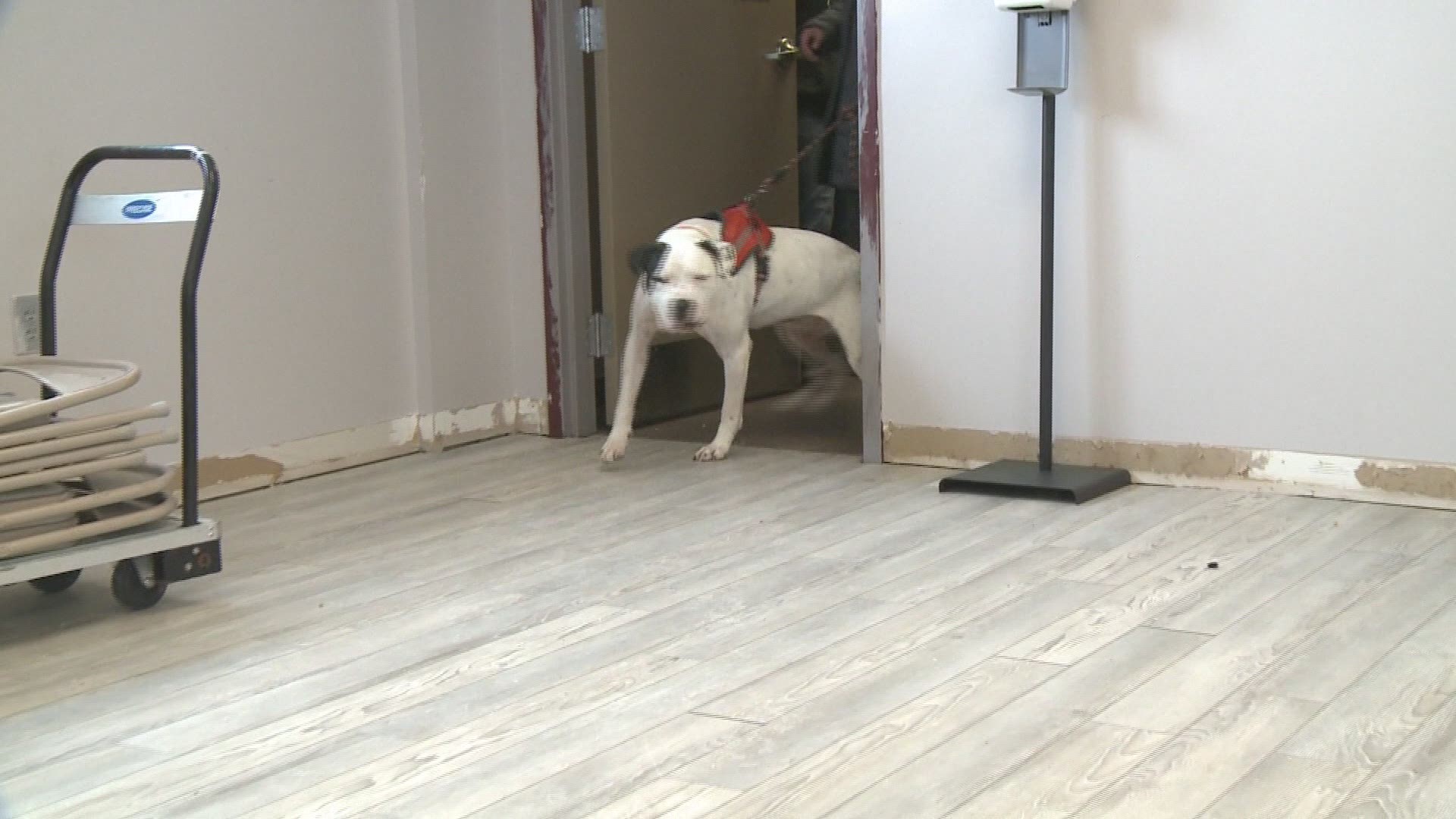 An adorable pooch named Kane who spent more than 300 days at an animal shelter in South Bend, Indiana has finally found his forever home.