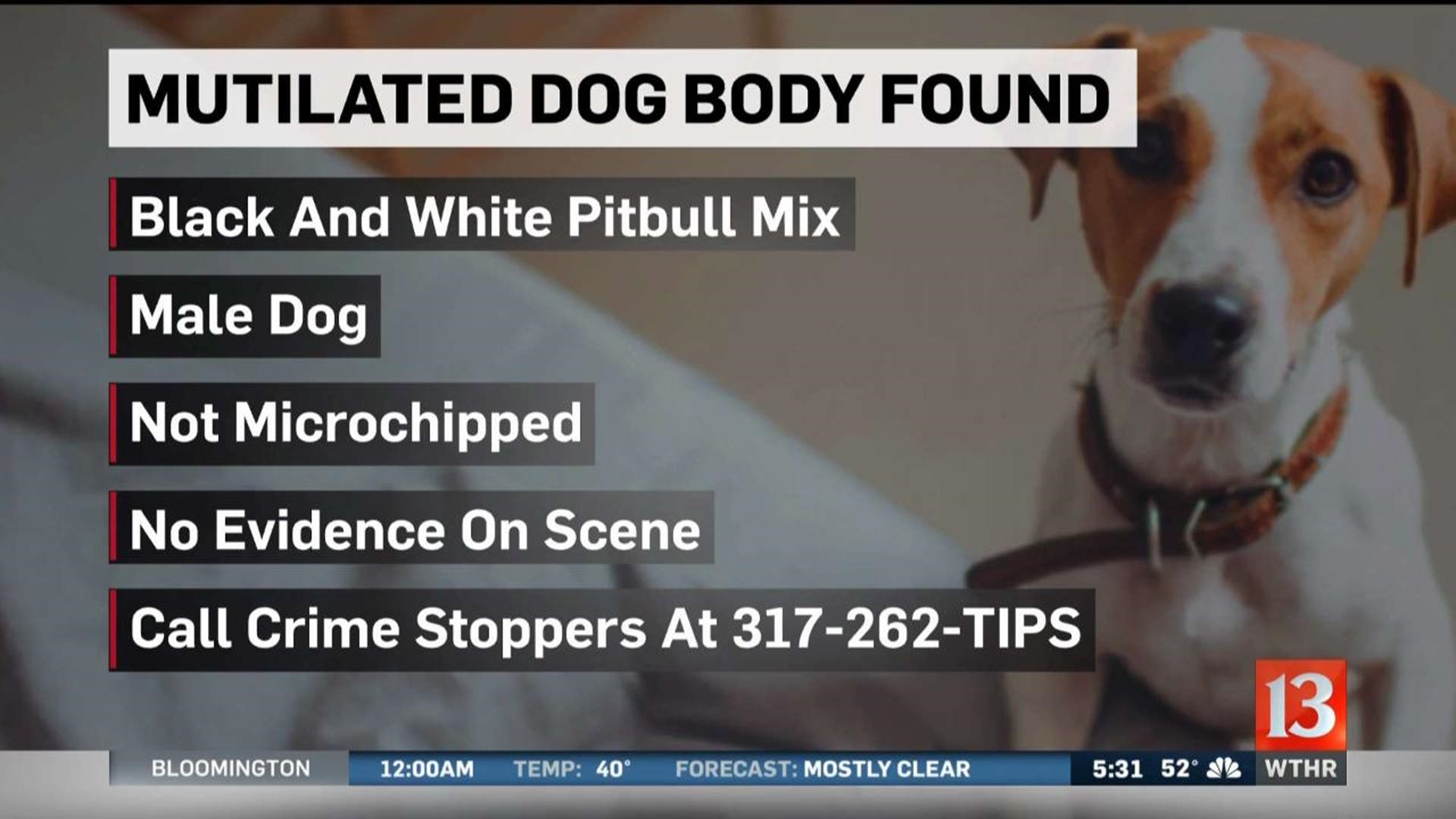 Mutilated dog body found