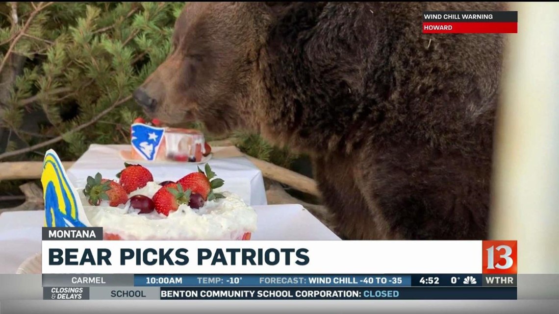 Pie-eating grizzly bear predicts Patriots will win Super Bowl