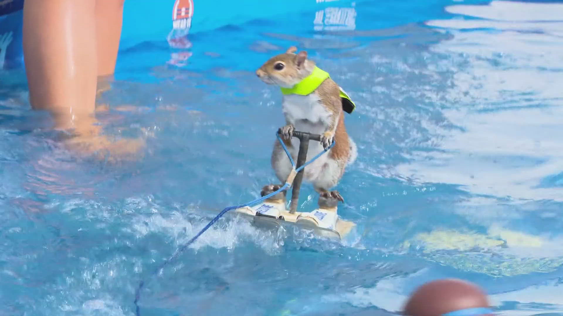 Visitors to the Marion County Fair can check out the show by "Twiggy," the world-famous water-skiing squirrel.