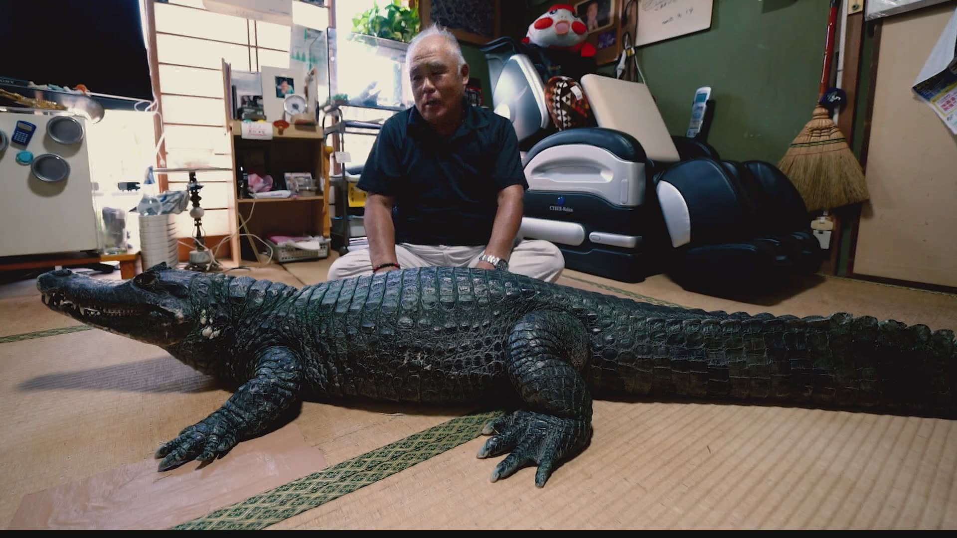 There's a word to describe Japan's "culture of cute": "kawaii." One of those cute things is Nobumitsu Murabayashi and his pet alligator.