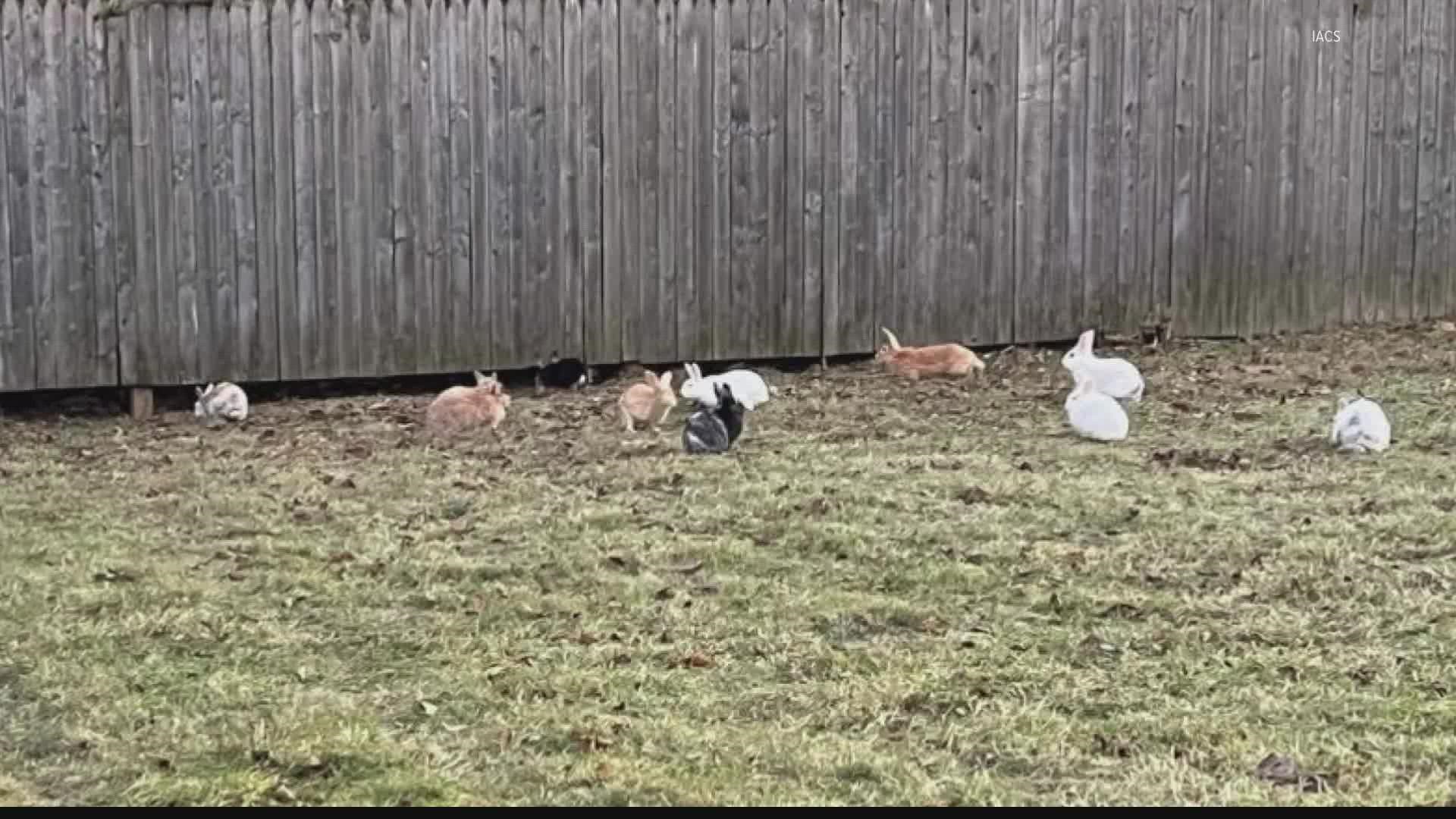 One of the rabbits was dead, several others were injured after Animal Control showed up to an east side neighborhood on reports 50 rabbits were dumped.