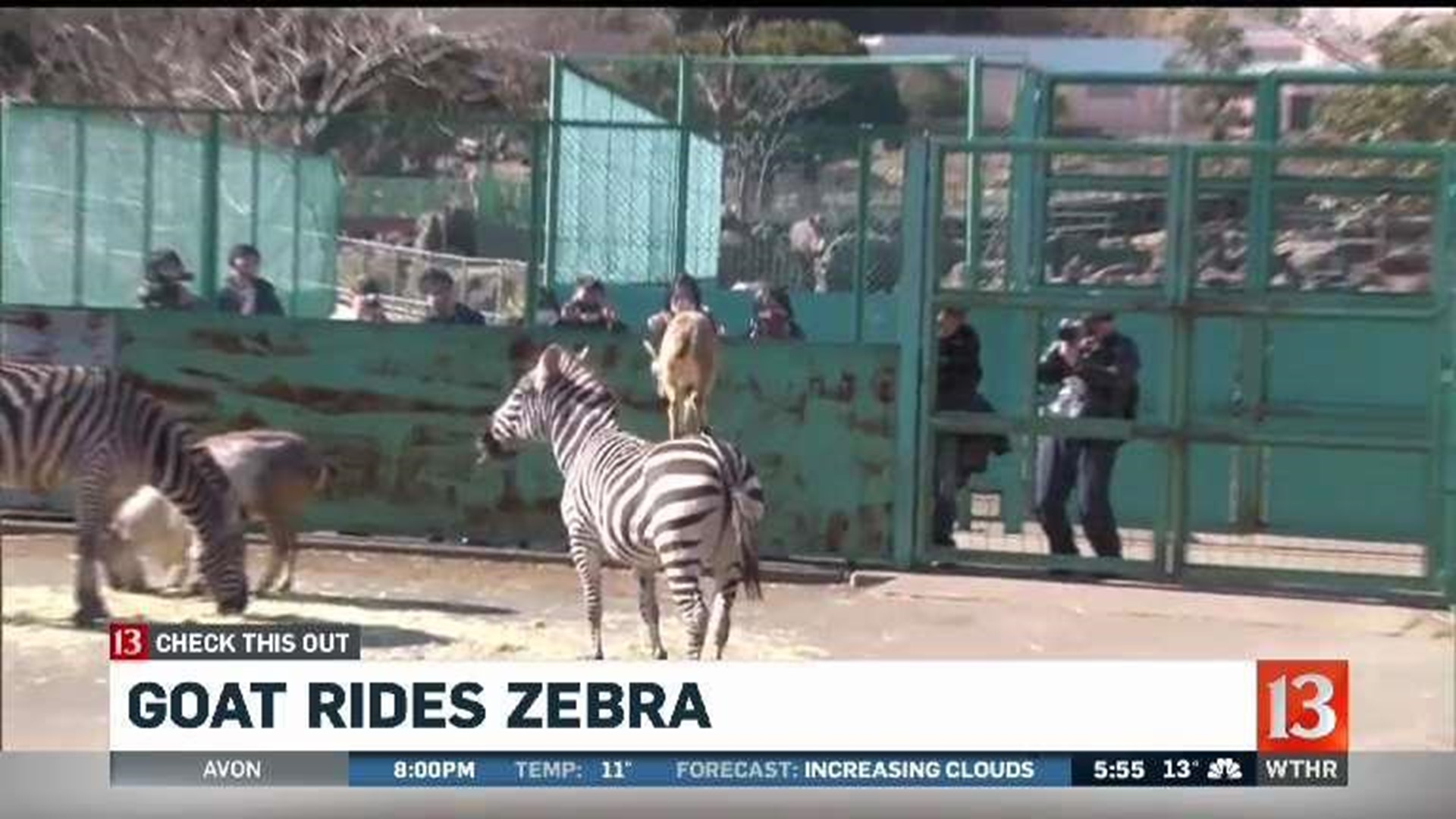 Nothing to see here, just a goat riding a zebra | wthr.com