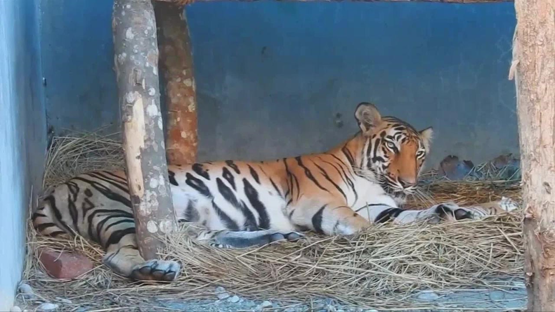 Watch Bengal Tiger