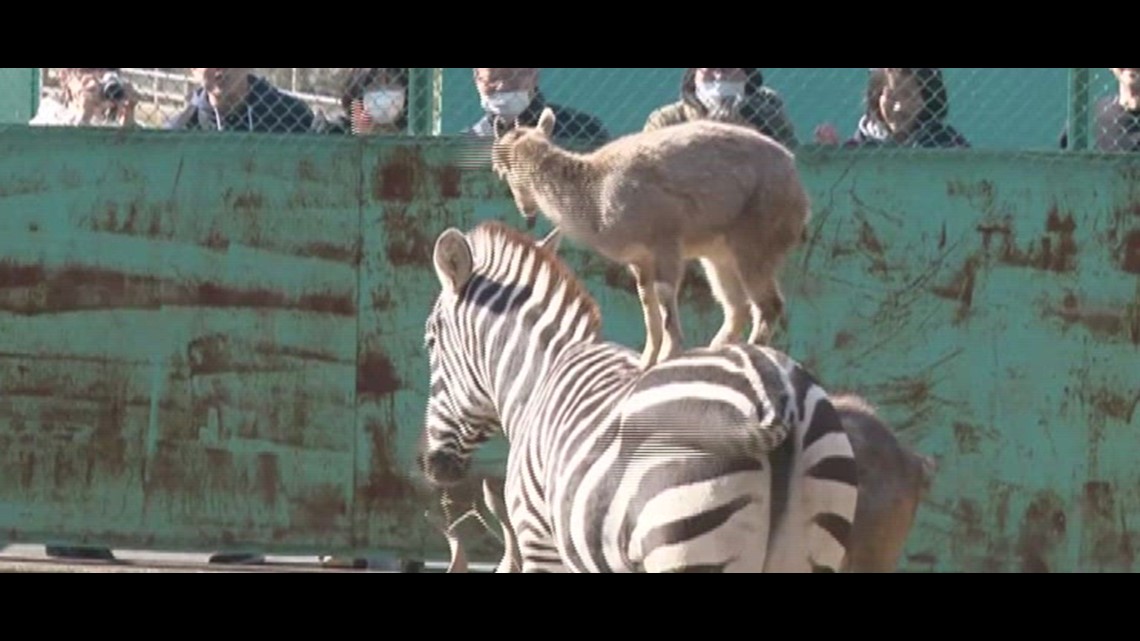 Nothing to see here, just a goat riding a zebra | wthr.com