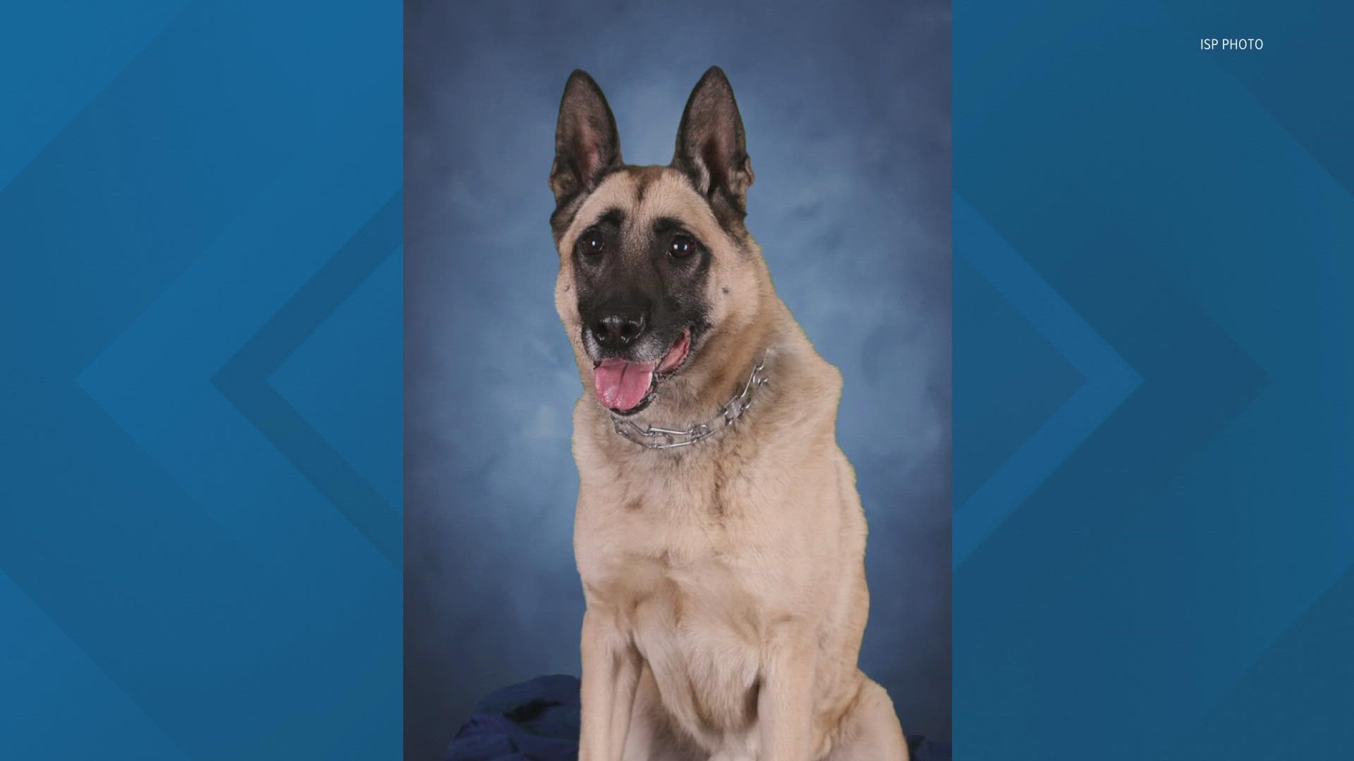 Zeus was an 8-year-old German Shephard mix.