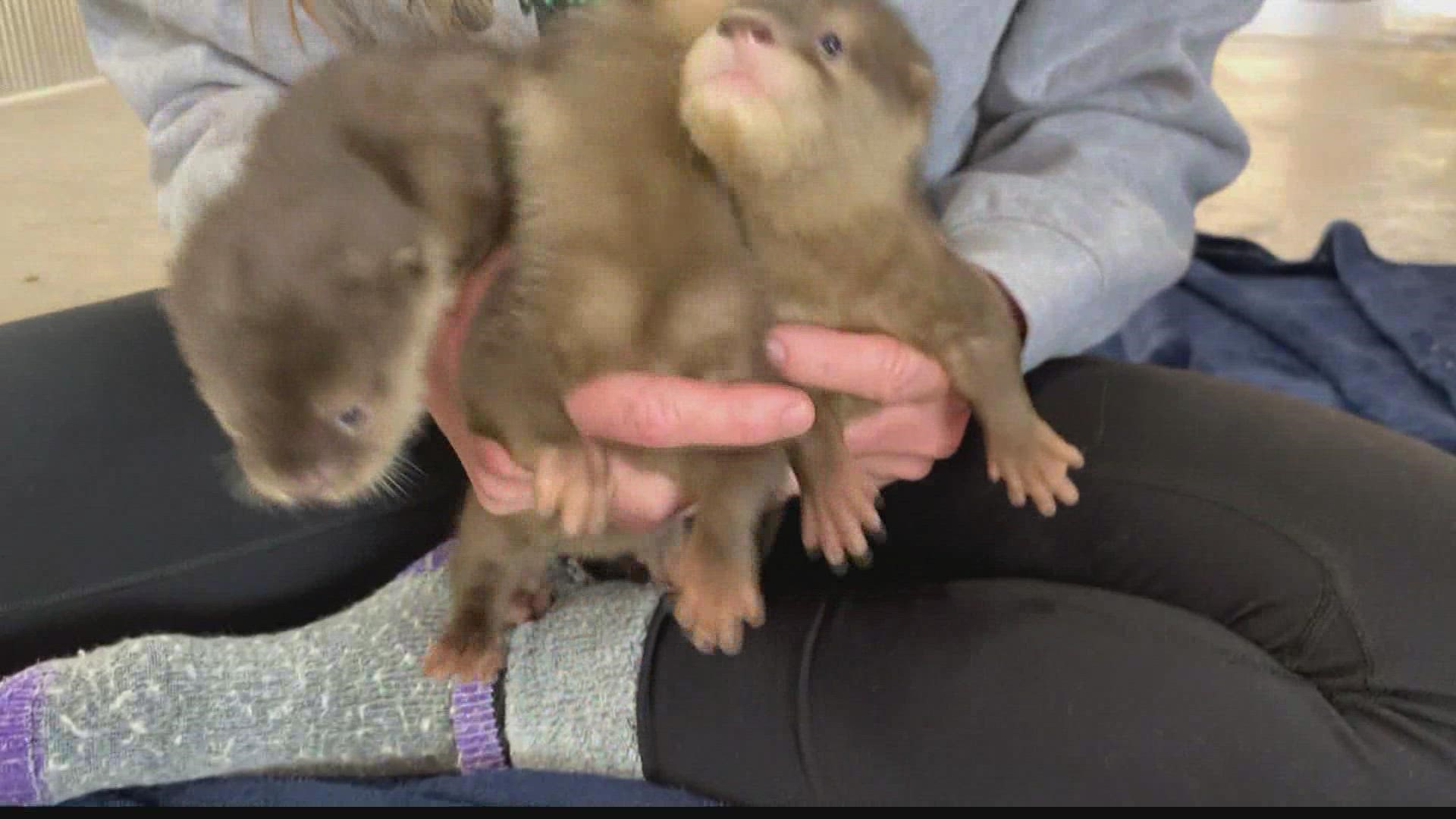 Chuck met three 9-week-old boy otters at Wilstem Wildlife Park — and they were a handful!