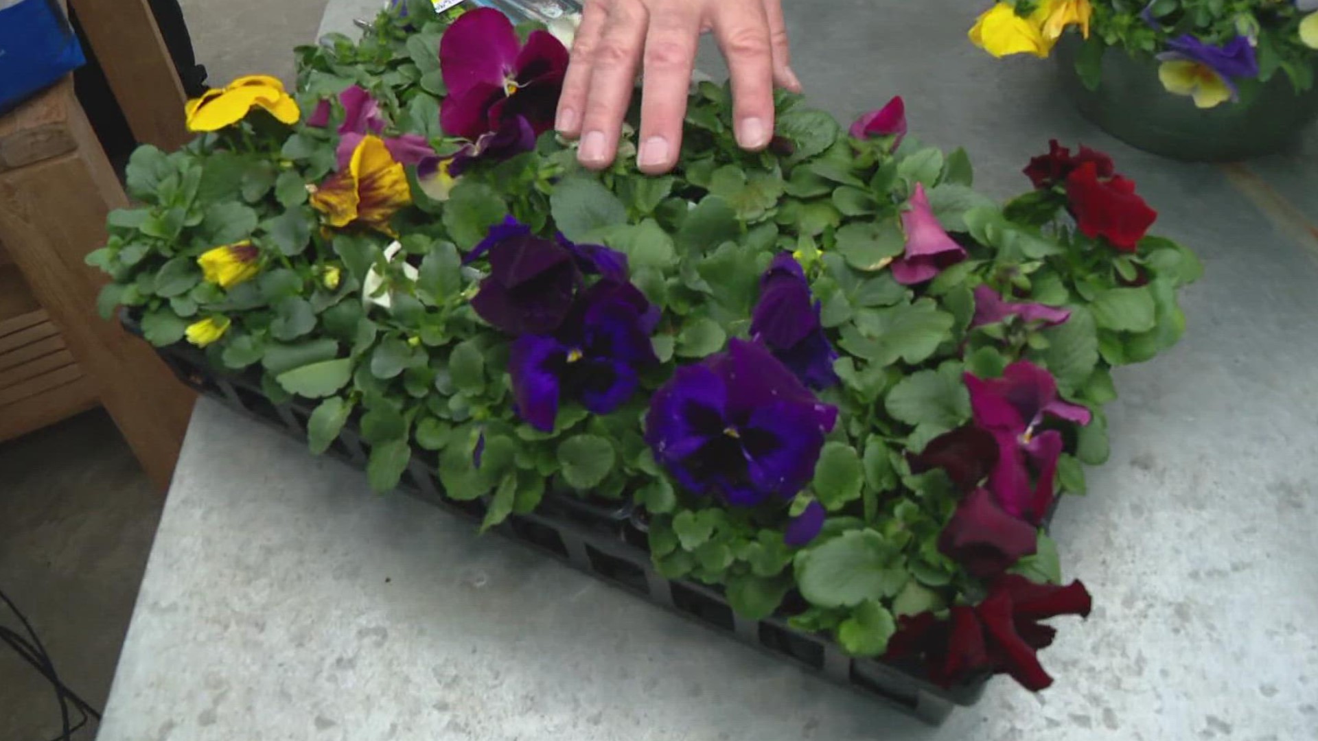 You can enjoy some early spring color, but be ready to protect your plants from potential freeze damage through April.