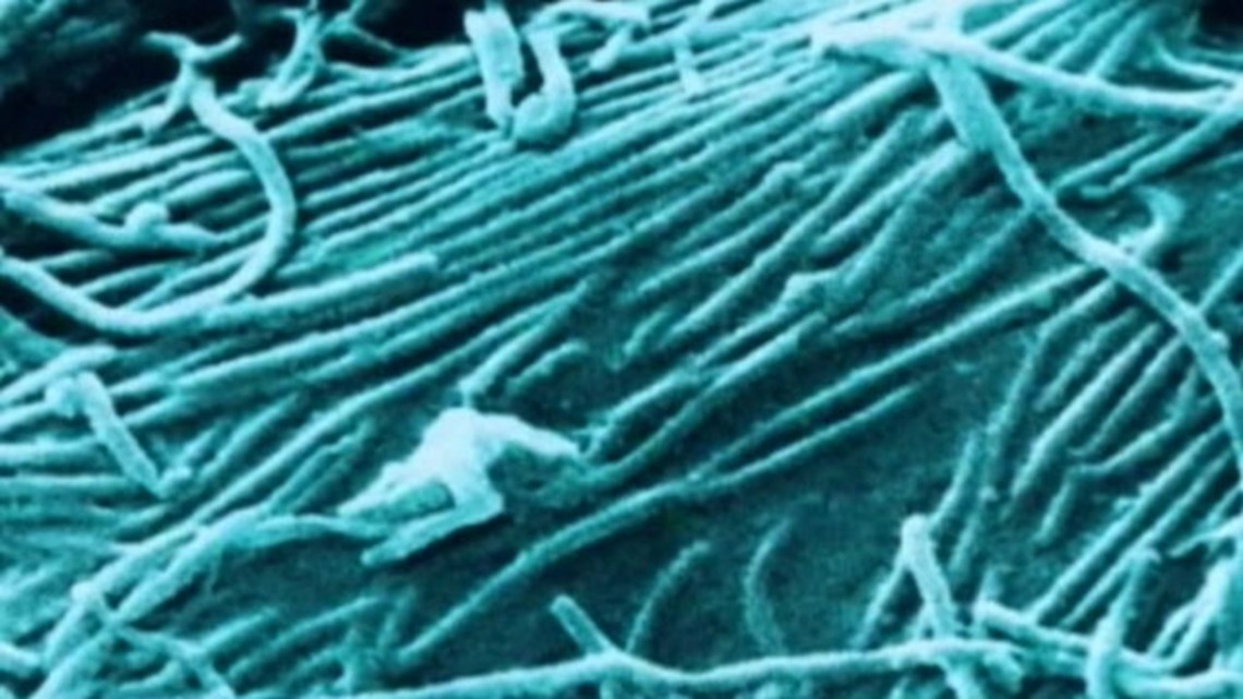 CDC launches Ebola vaccine trial in West Africa