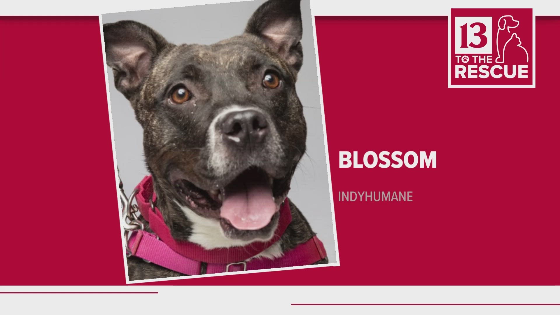 Indianapolis Animal Care Services is featuring three dogs and two cats looking for forever homes this week.