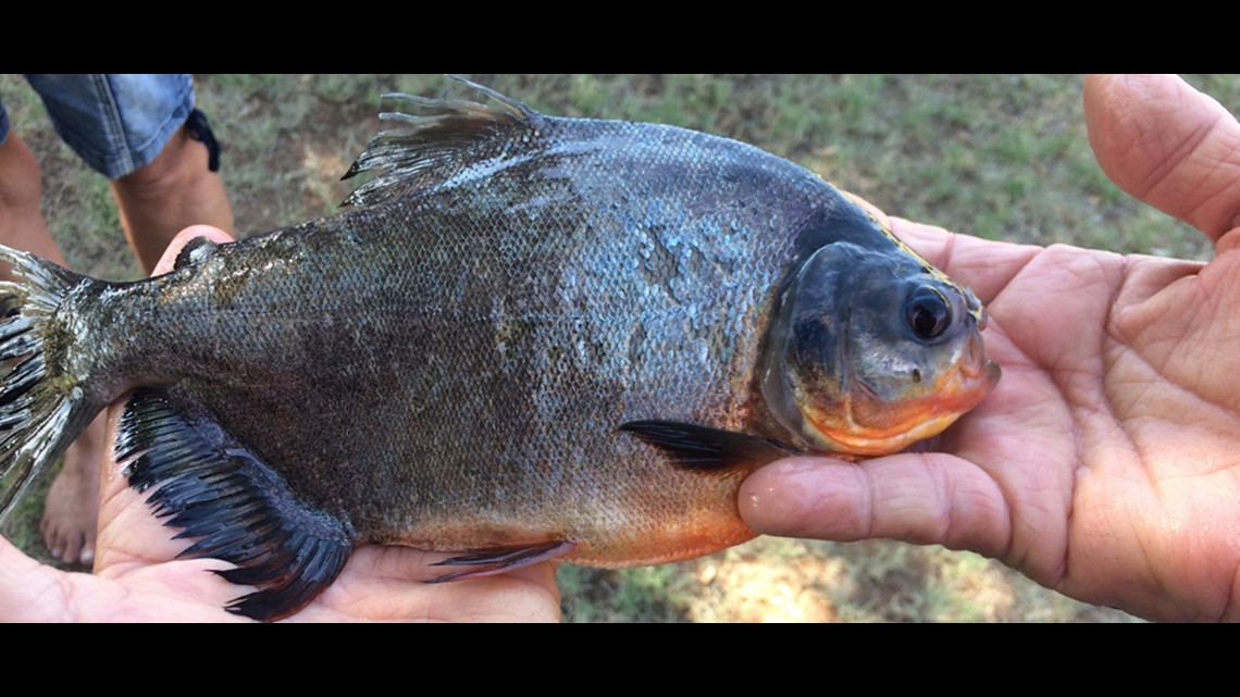 11-year-old girl catches piranha relative in Oklahoma lake