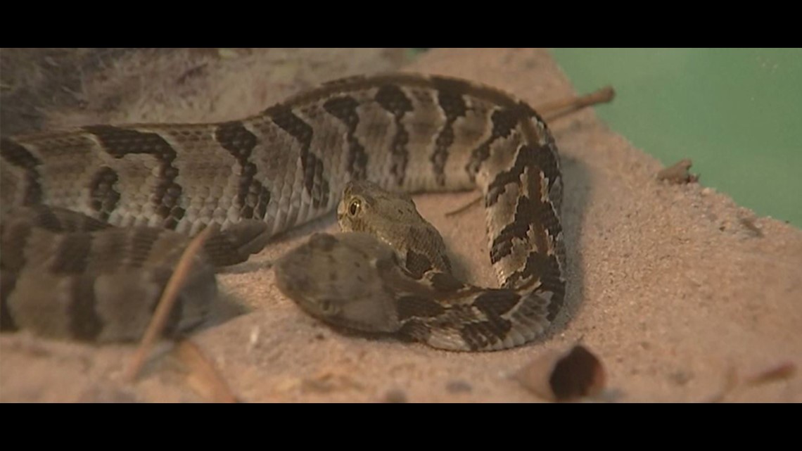 Two-headed rattlesnake found in New Jersey