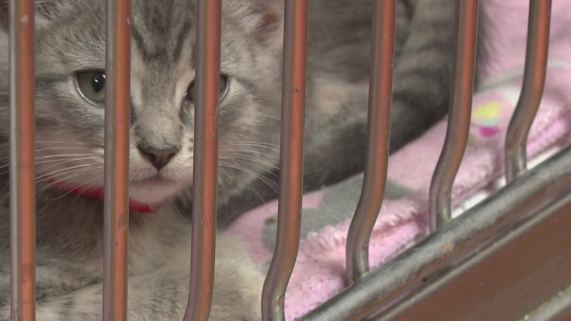 New ordinance for Indianapolis pet owners goes into effect Jan. 1