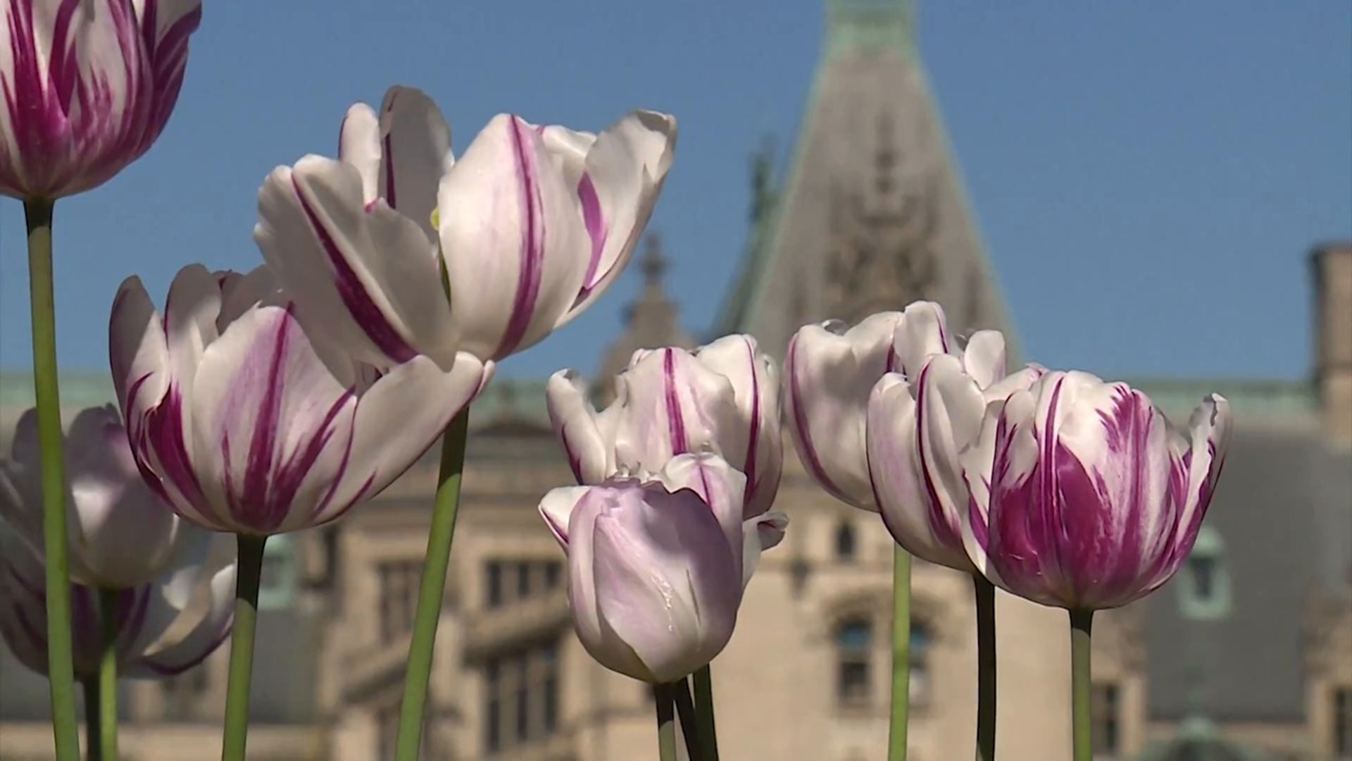 BILTMORE-ESTATE-TULIPS