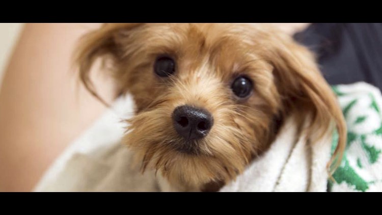 humane society yorkies