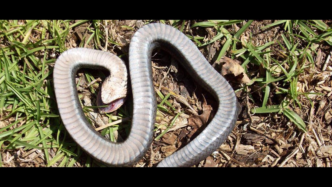 Hognose snake playing dead in a field