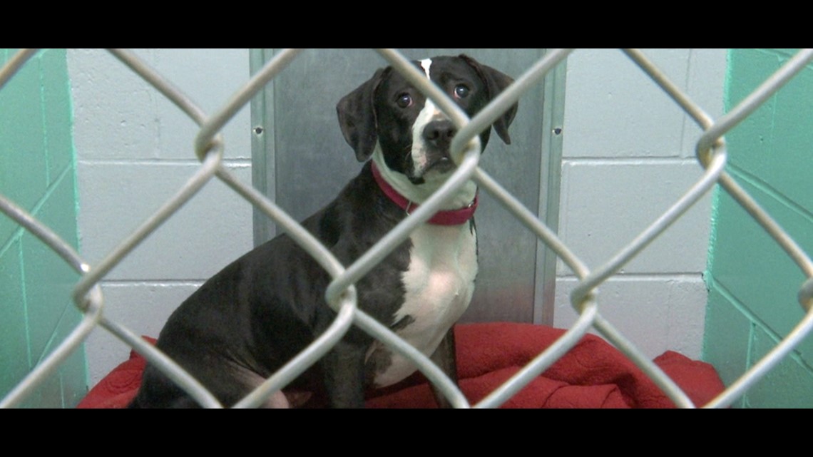 Under Bloomington ordinance, pet stores could sell only rescue, shelter