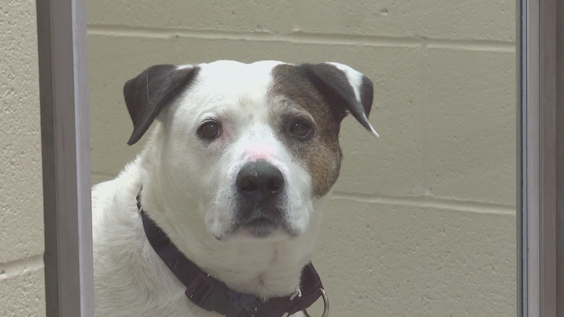 Adopters will be able to donate as little as $1 to take home a furry friend.