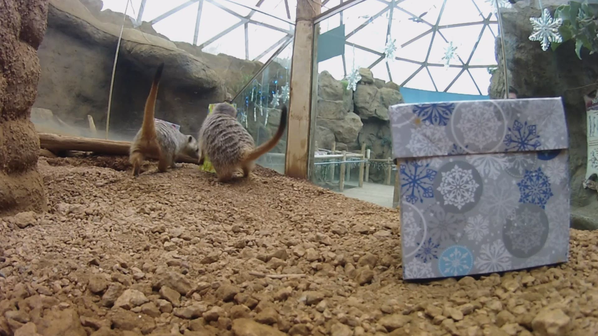 Meerkats opened their favorite gifts on Christmas Day.