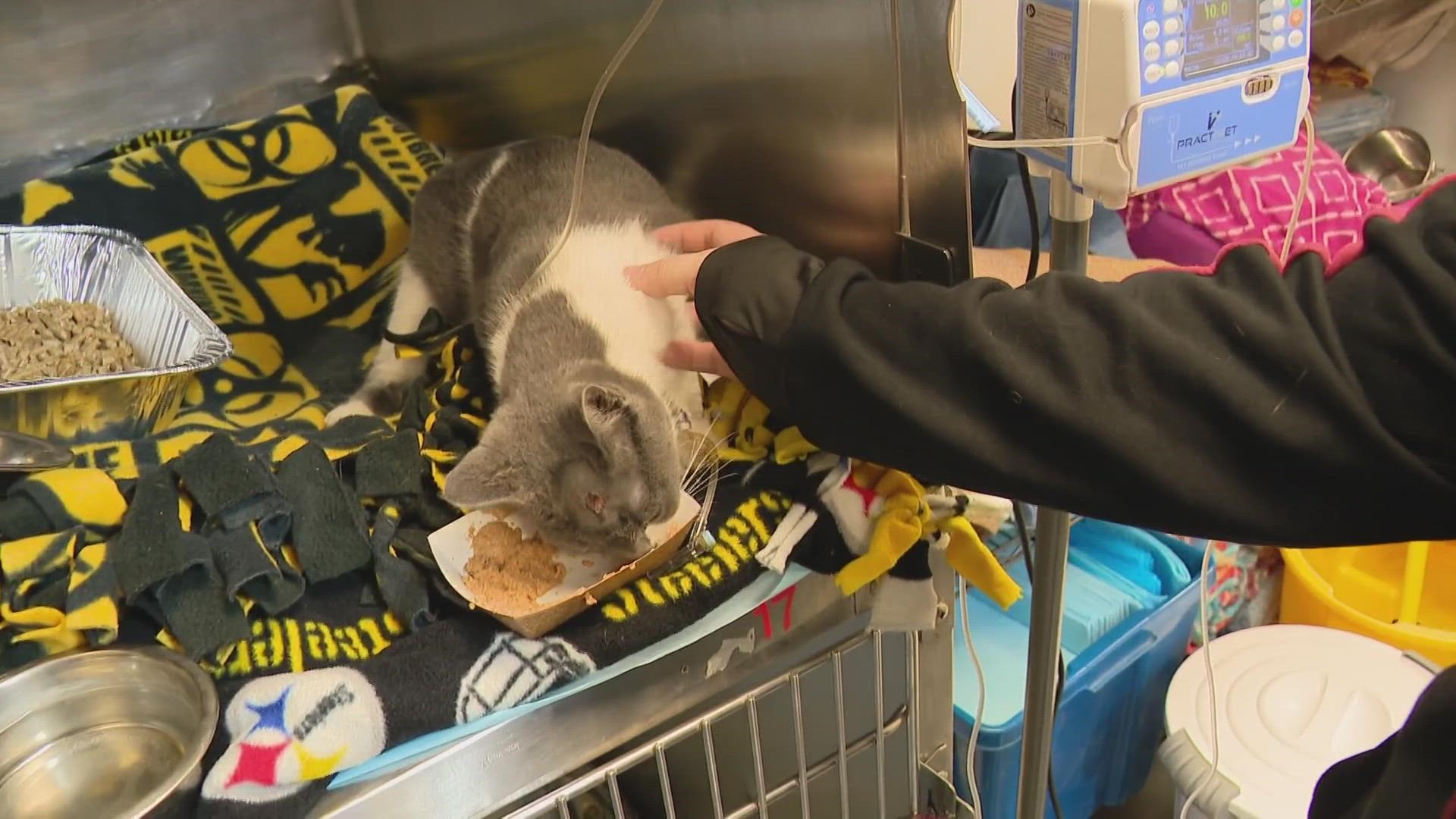 "Kitty" is recovering at Indianapolis Animal Care Services.