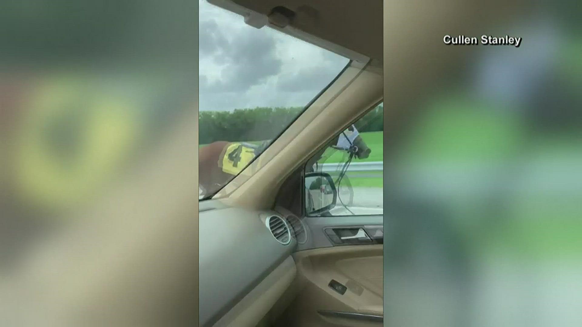 A bizarre commute for a driver in Indiana who caught an escaped racehorse on camera trotting down the highway.