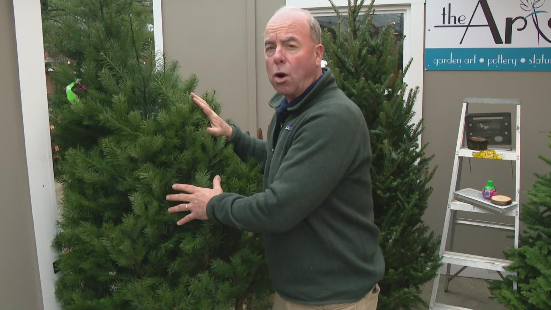 This is a big weekend for freshly cut Christmas trees and, with regular watering, they should stay fresh through the holidays.
