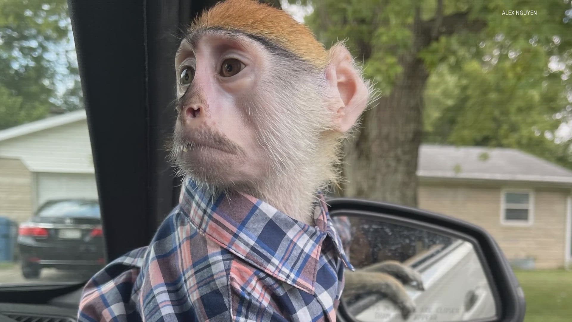 Momo's family tells 13News exclusively they were tricked into handing their monkey over to authorities and are threatening to sue the city to get him back.