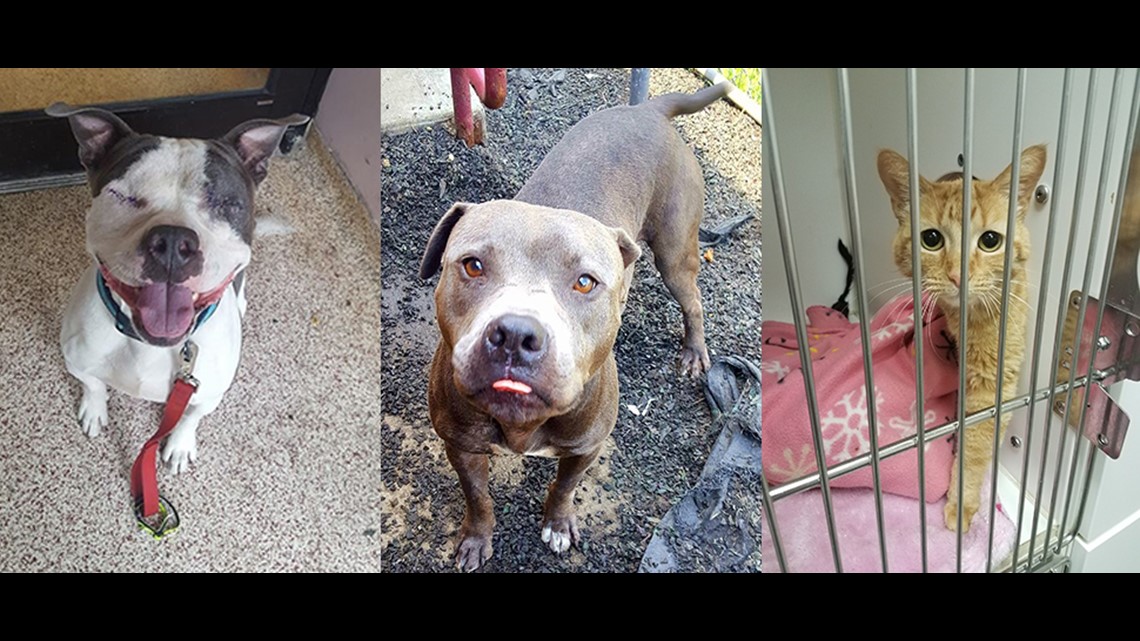 FACE LowCost Spay & Neuter