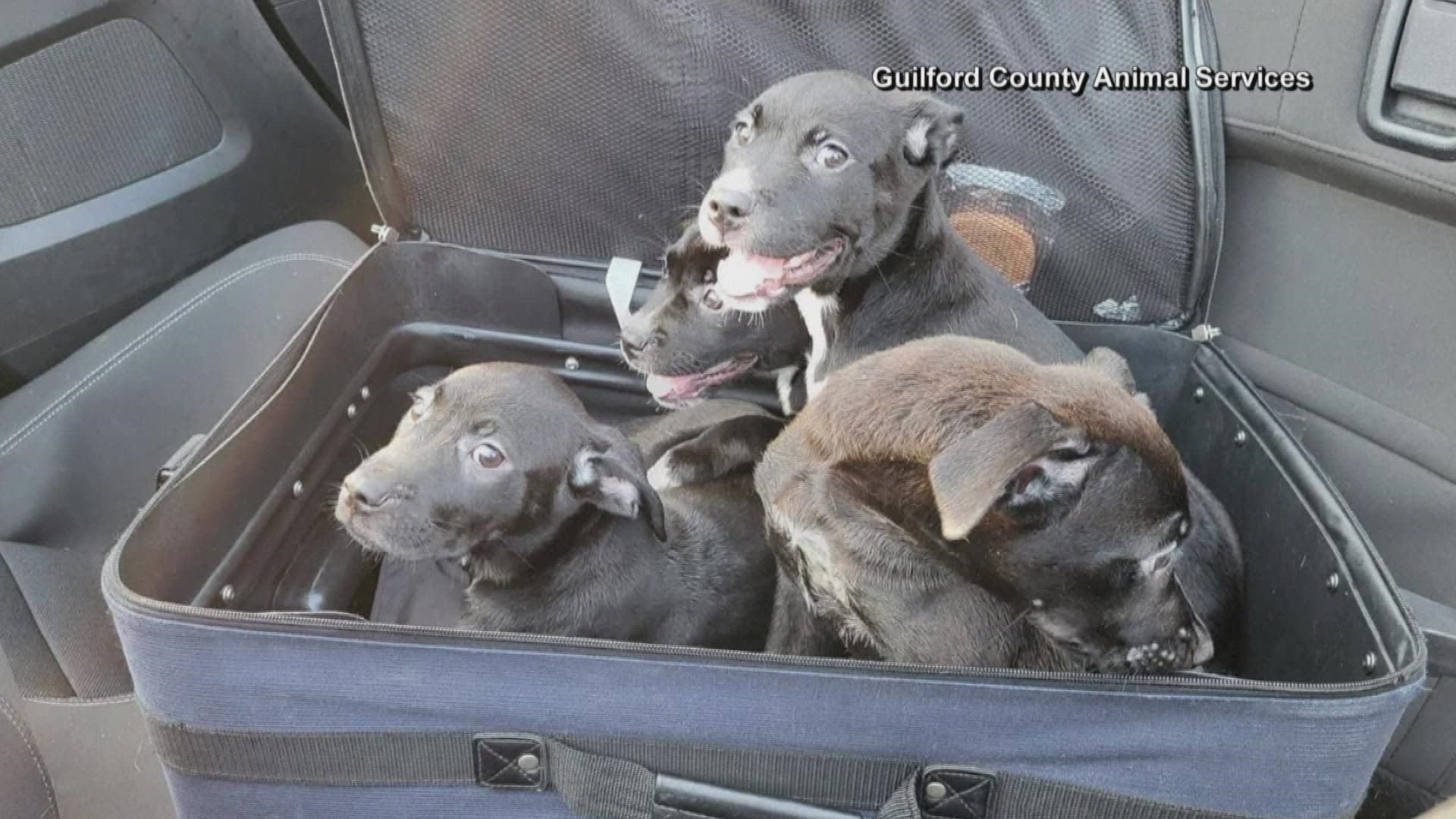 Drivers spotted the pups off the side of the road and helped.
