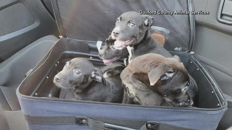 Puppies rescued from a suitcase on the side of the road
