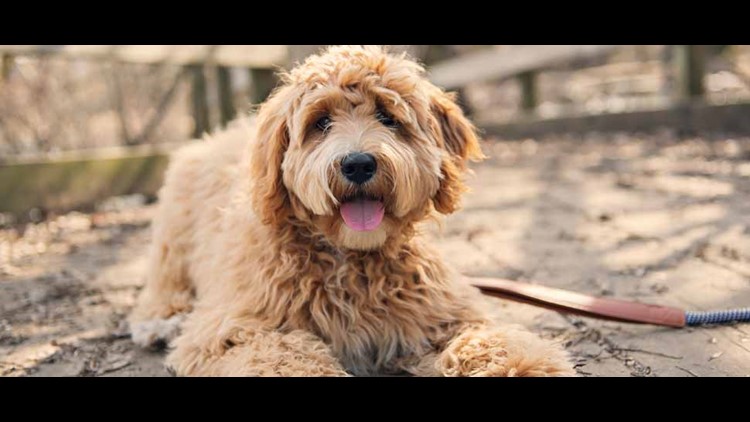 my labradoodle is out of control