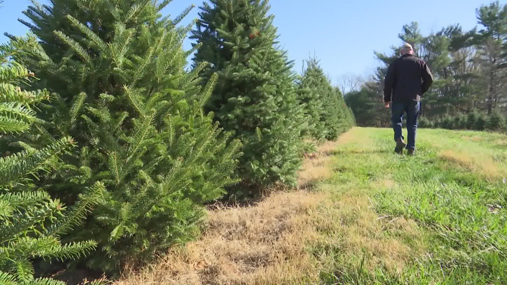 Christmas tree farms aren't immune the inflation currently affecting other segments of the economy.