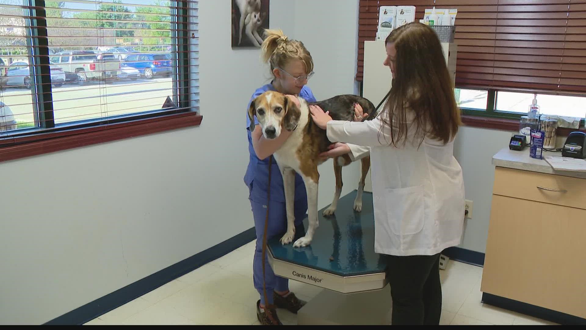 Gina Glaros spoke to a local veterinarian about why that is.