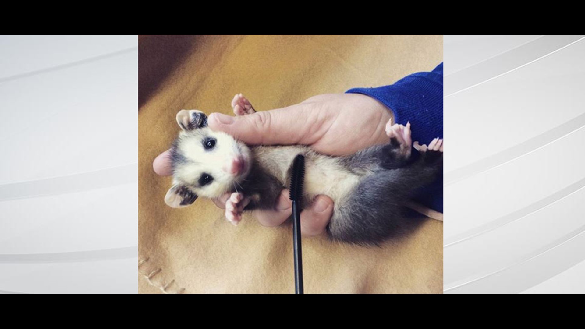 'Wands for Wildlife' fundraiser recycles old mascara wands to help rescued animals