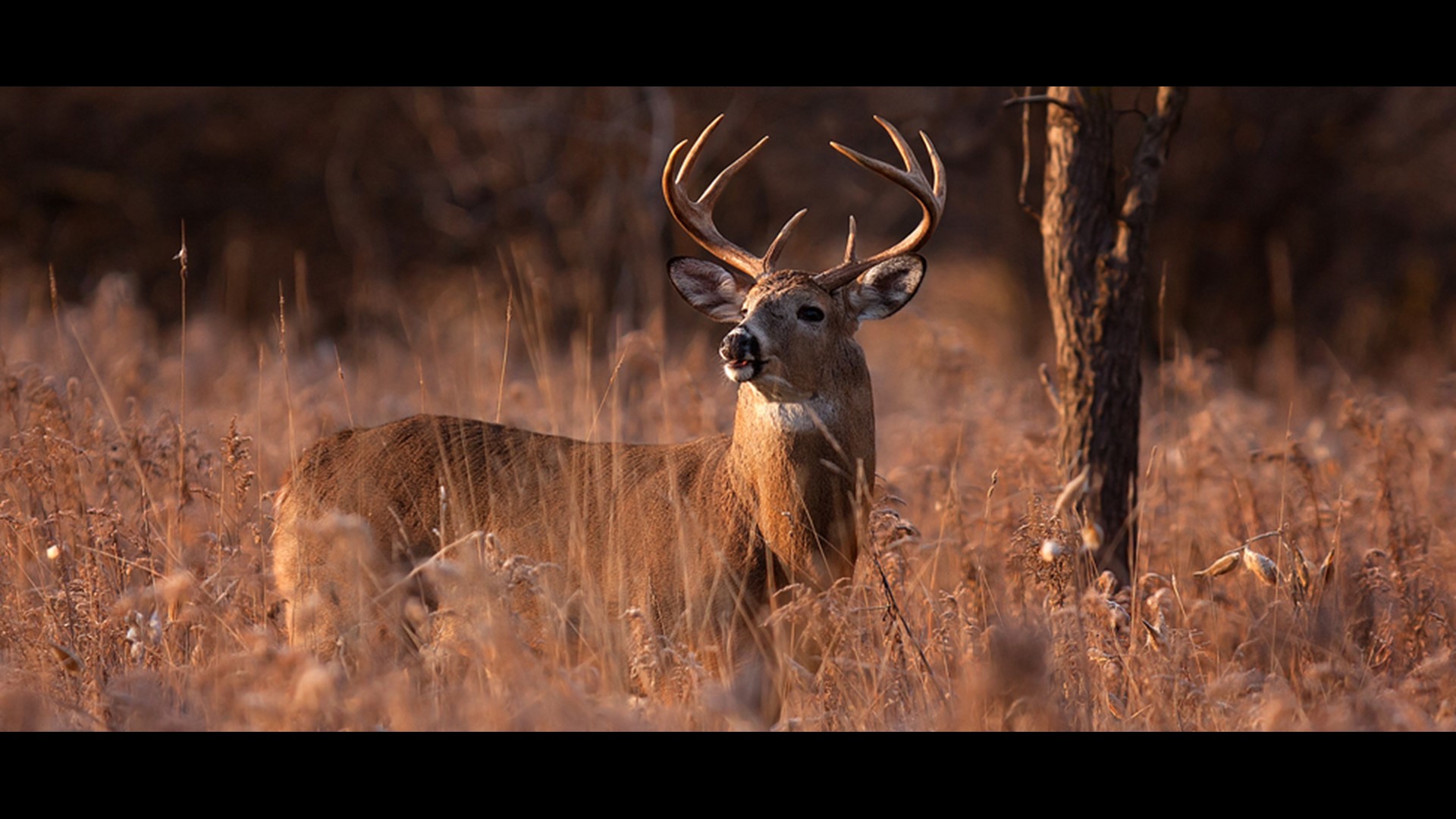 Indiana state park closures set for 4 days of deer hunts
