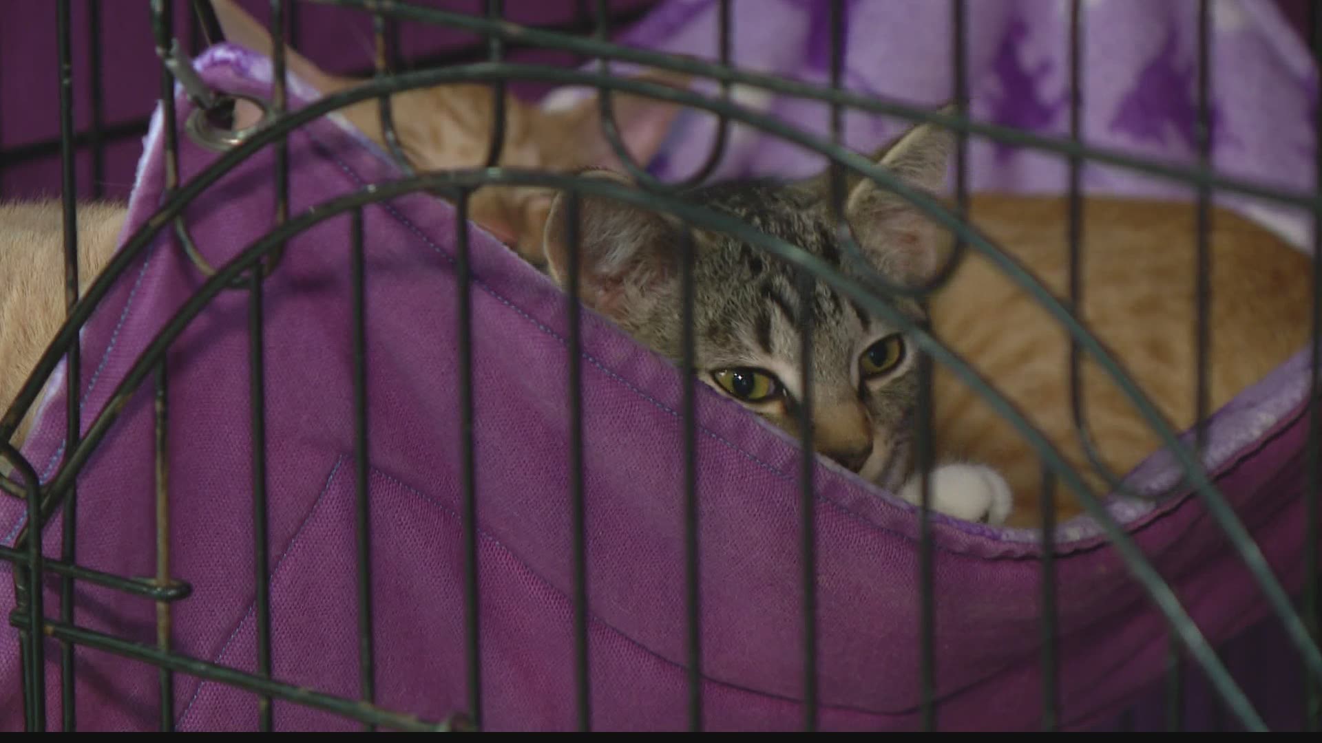 Summer camps at Indy Humane were canceled due to coronavirus concerns, so the shelter had to get creative with a way for kids to engage with animals.