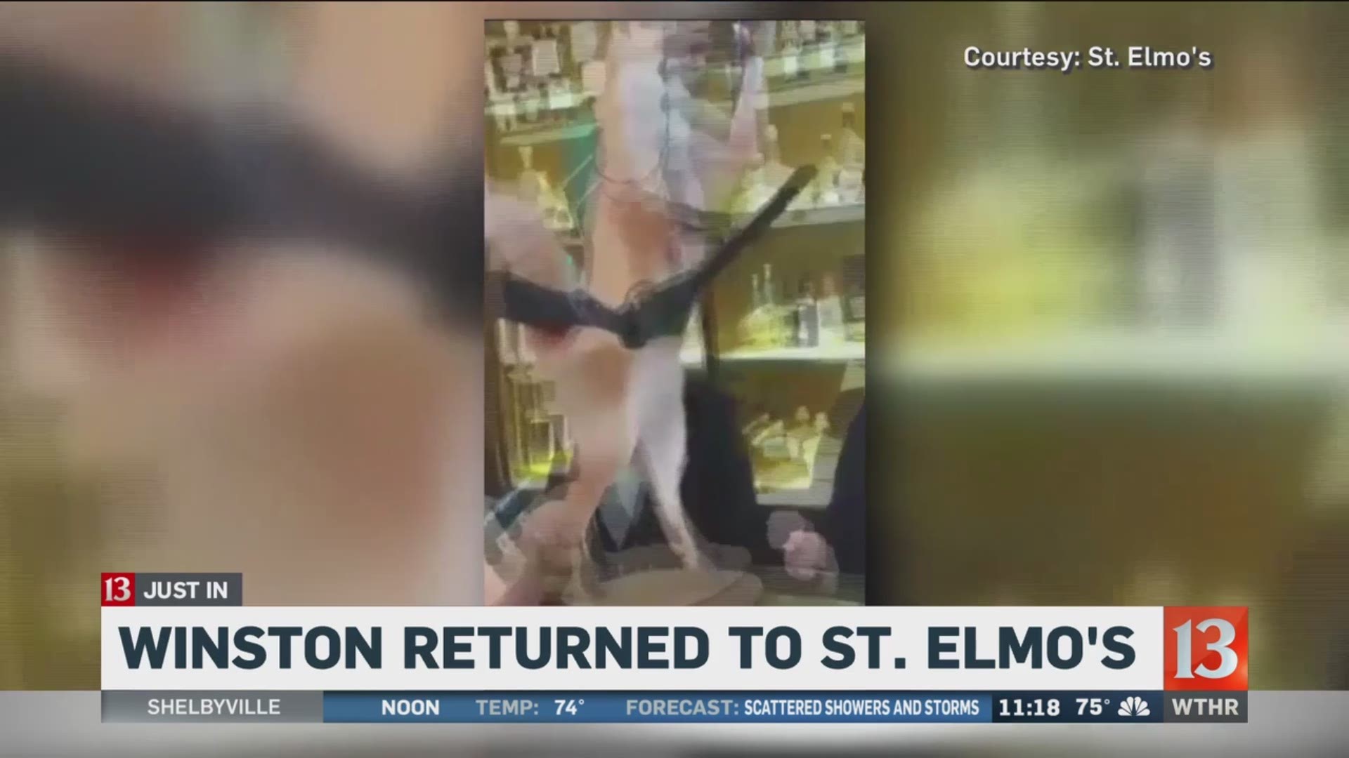 St. Elmo's stuffed fox stolen