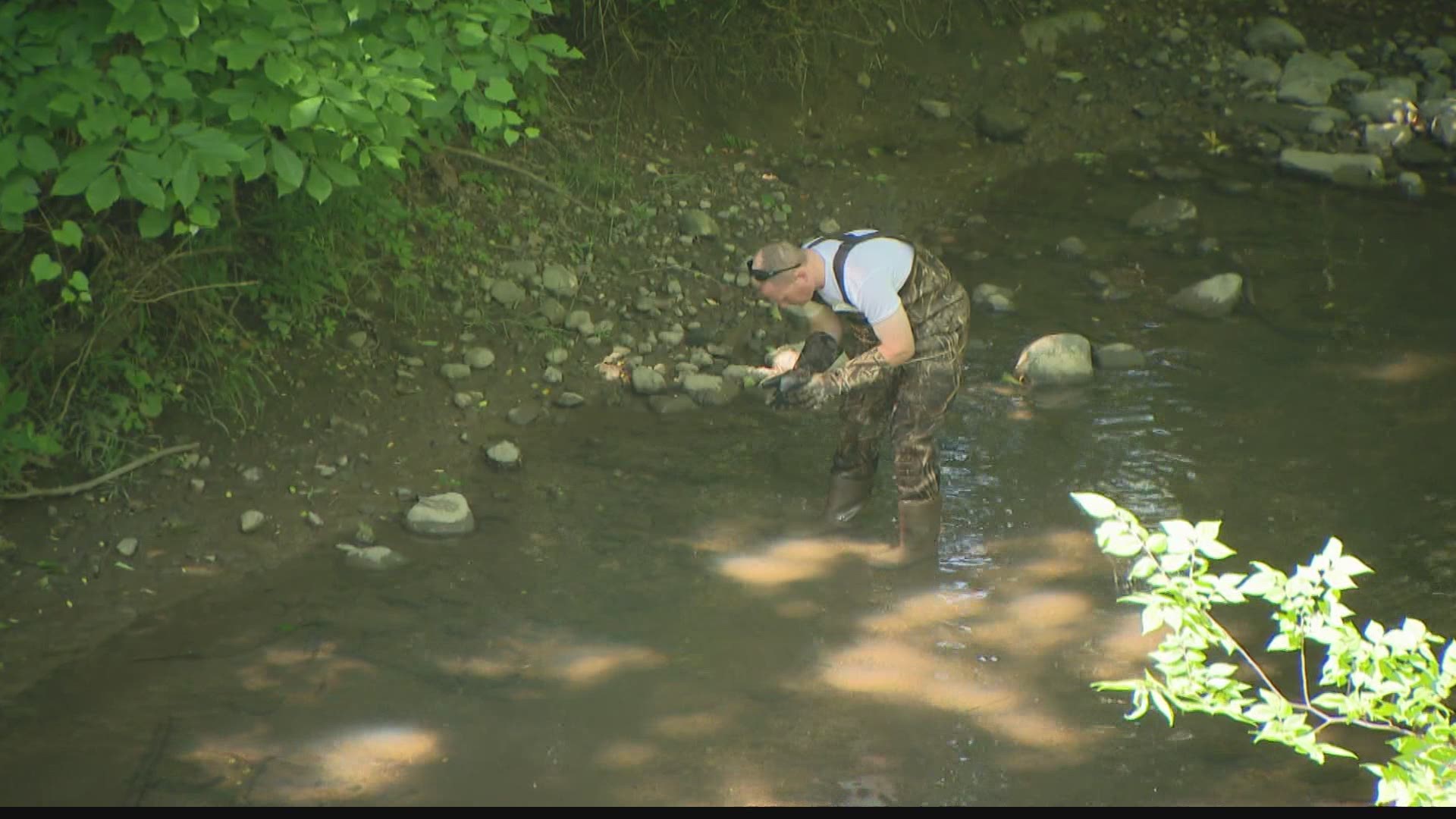 Officials are investigating reports of dead fish in a creek in Fishers.