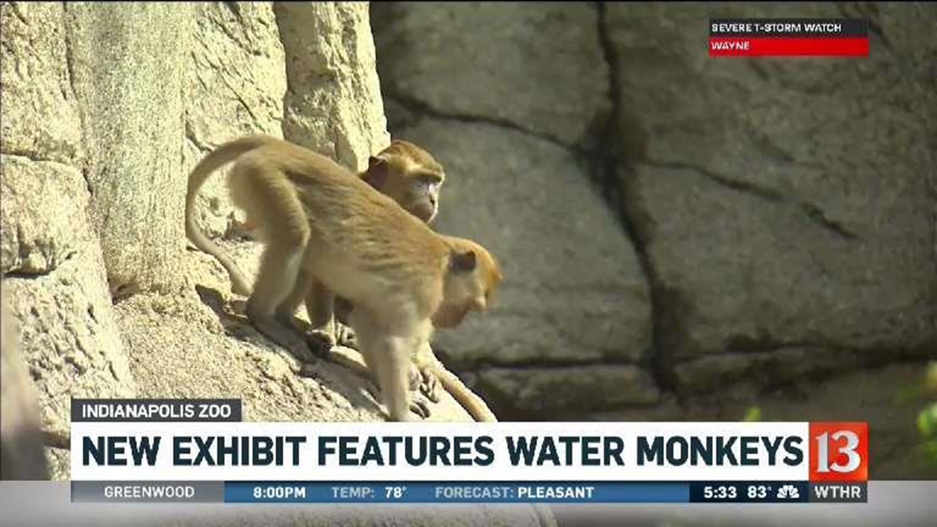 New water monkey exhibit at zoo