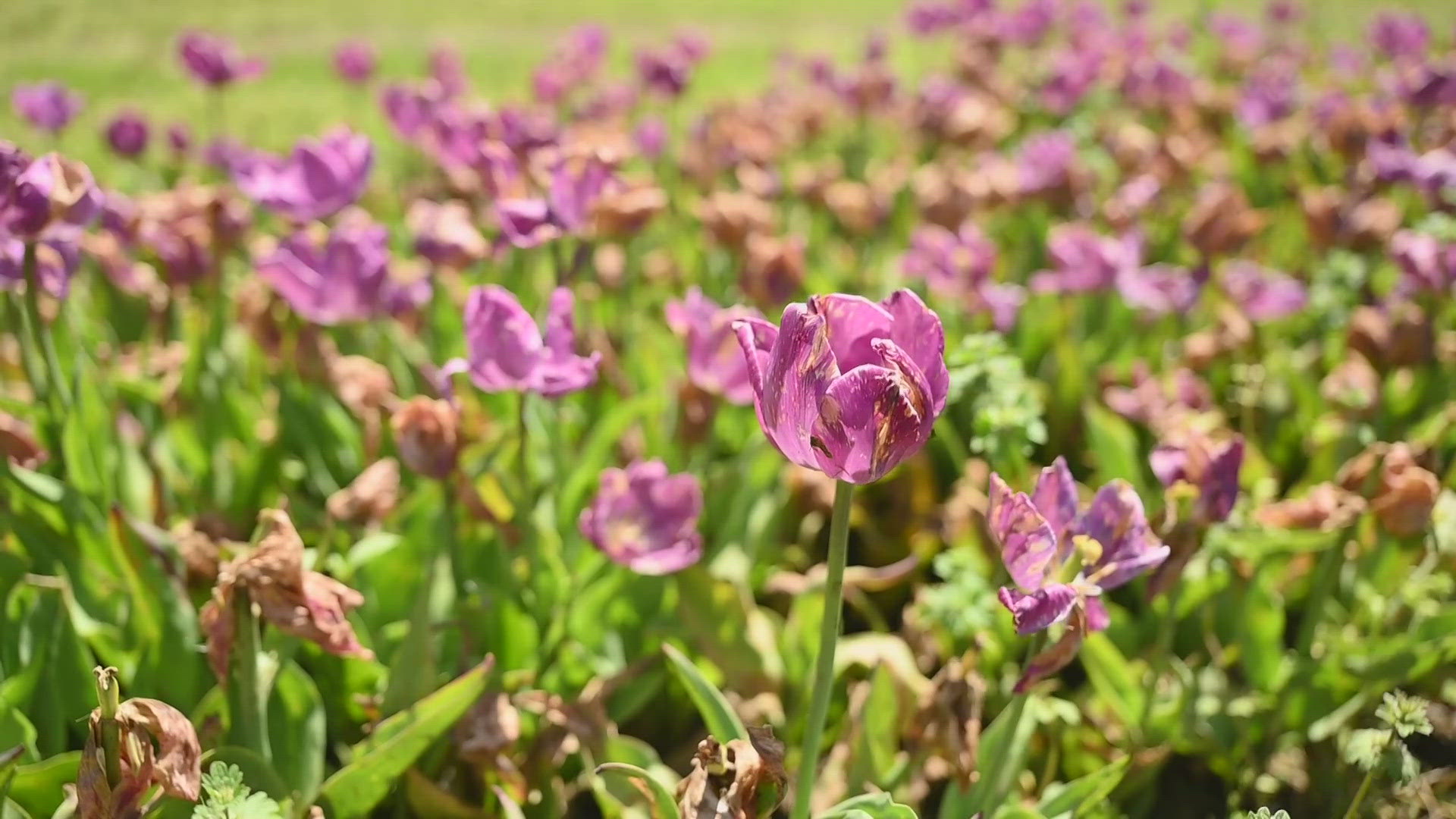 Allison Gormly tells us What's the Deal with how a Purdue University Lab is helping a local flower farmer.