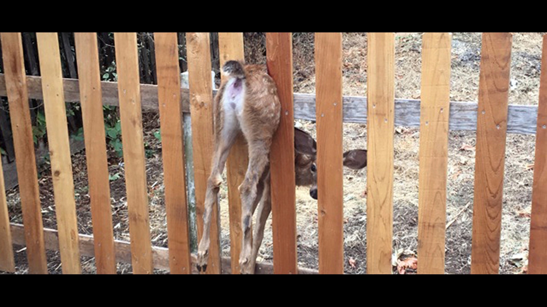 Oregon Officer Rescues Baby Deer Stuck In Fence