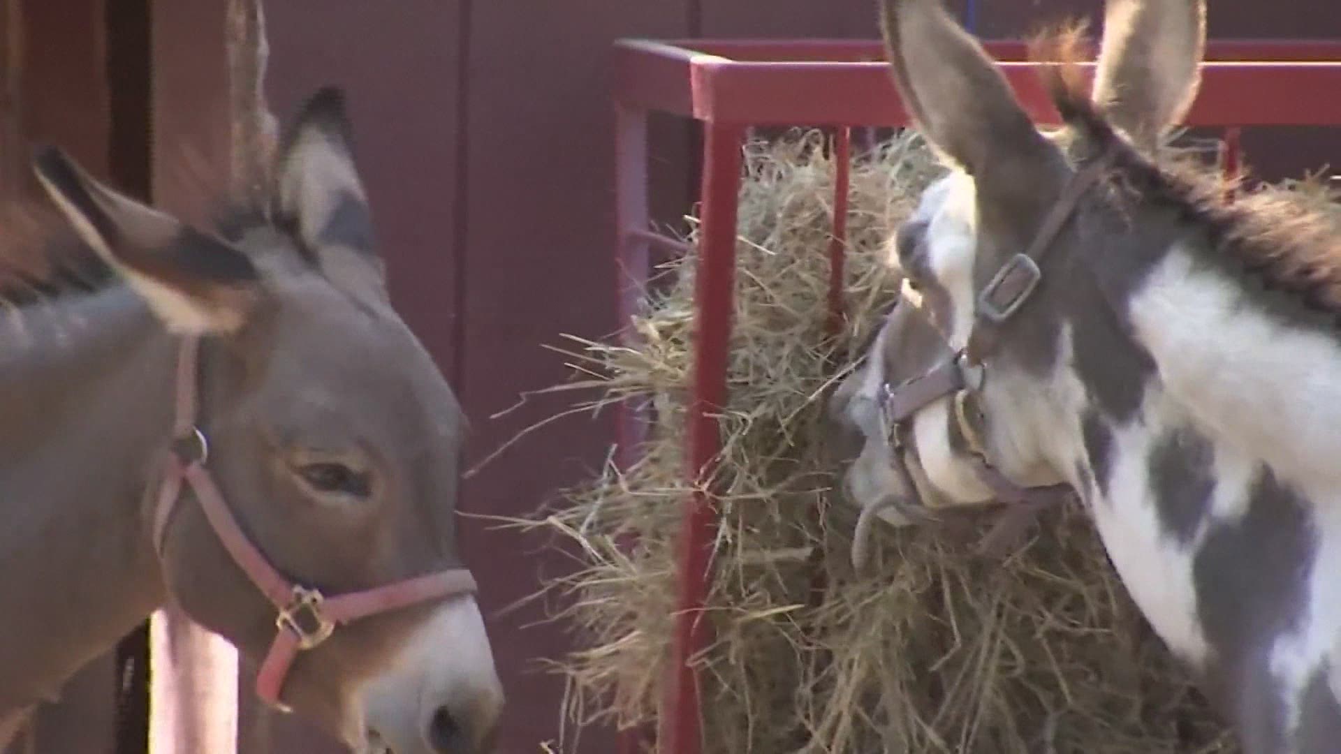 A New Jersey farmer said some of the animals in his petting zoo were terrorized by a group of teens he said allegedly broke onto his property and abused them.