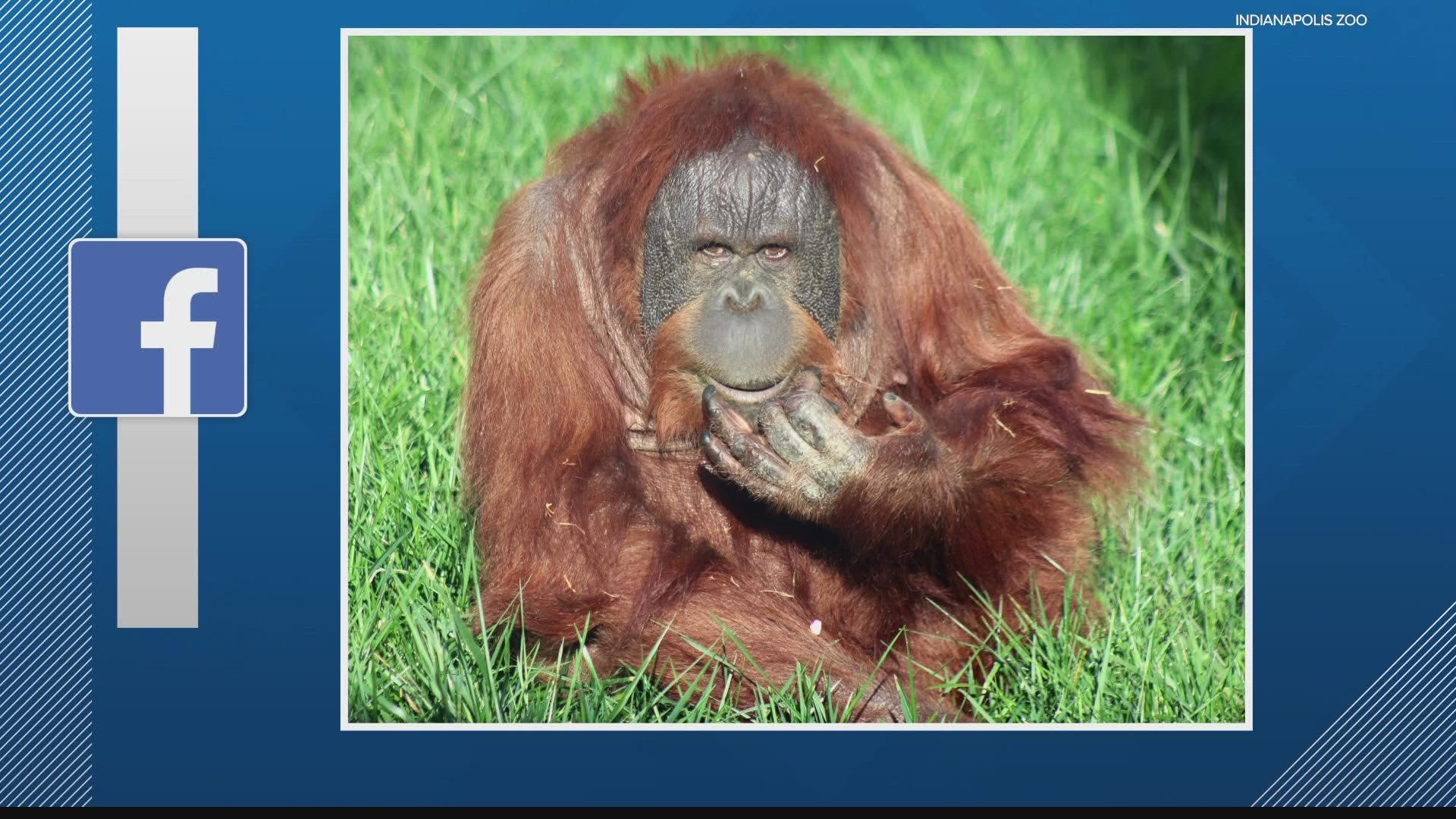 The Indianapolis Zoo is mourning the death of one of its orangutans.