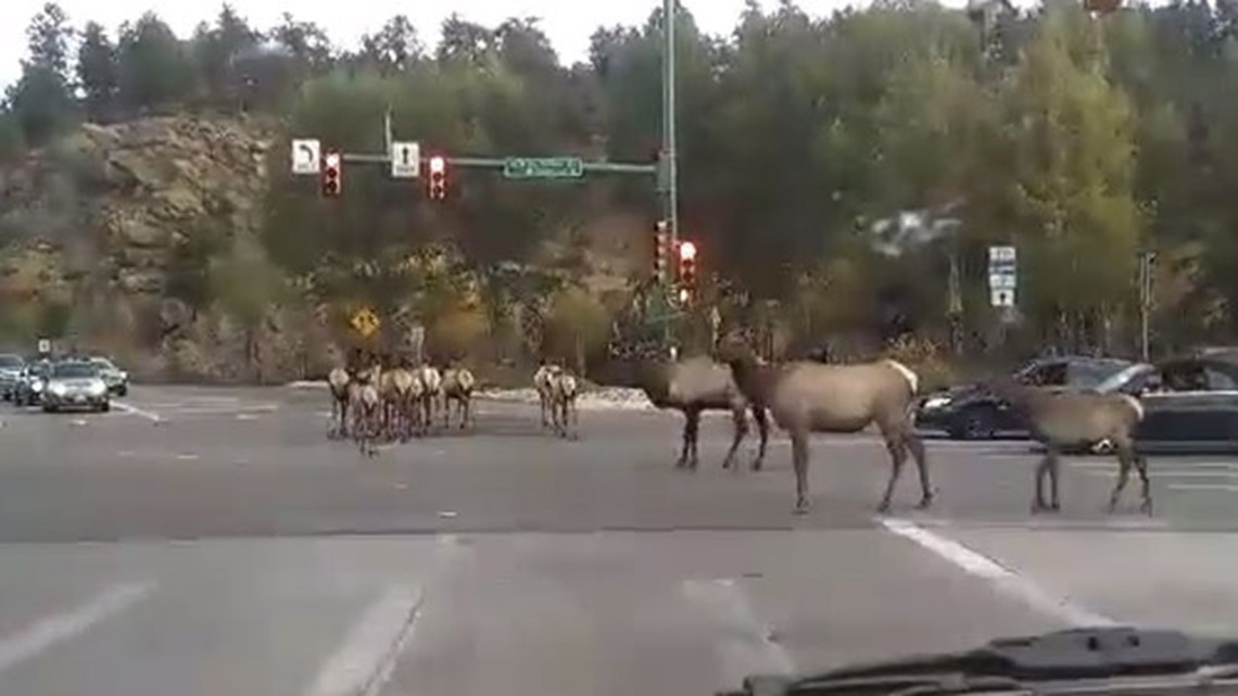 WATCH: Elk herd takes over Colorado intersection | wthr.com