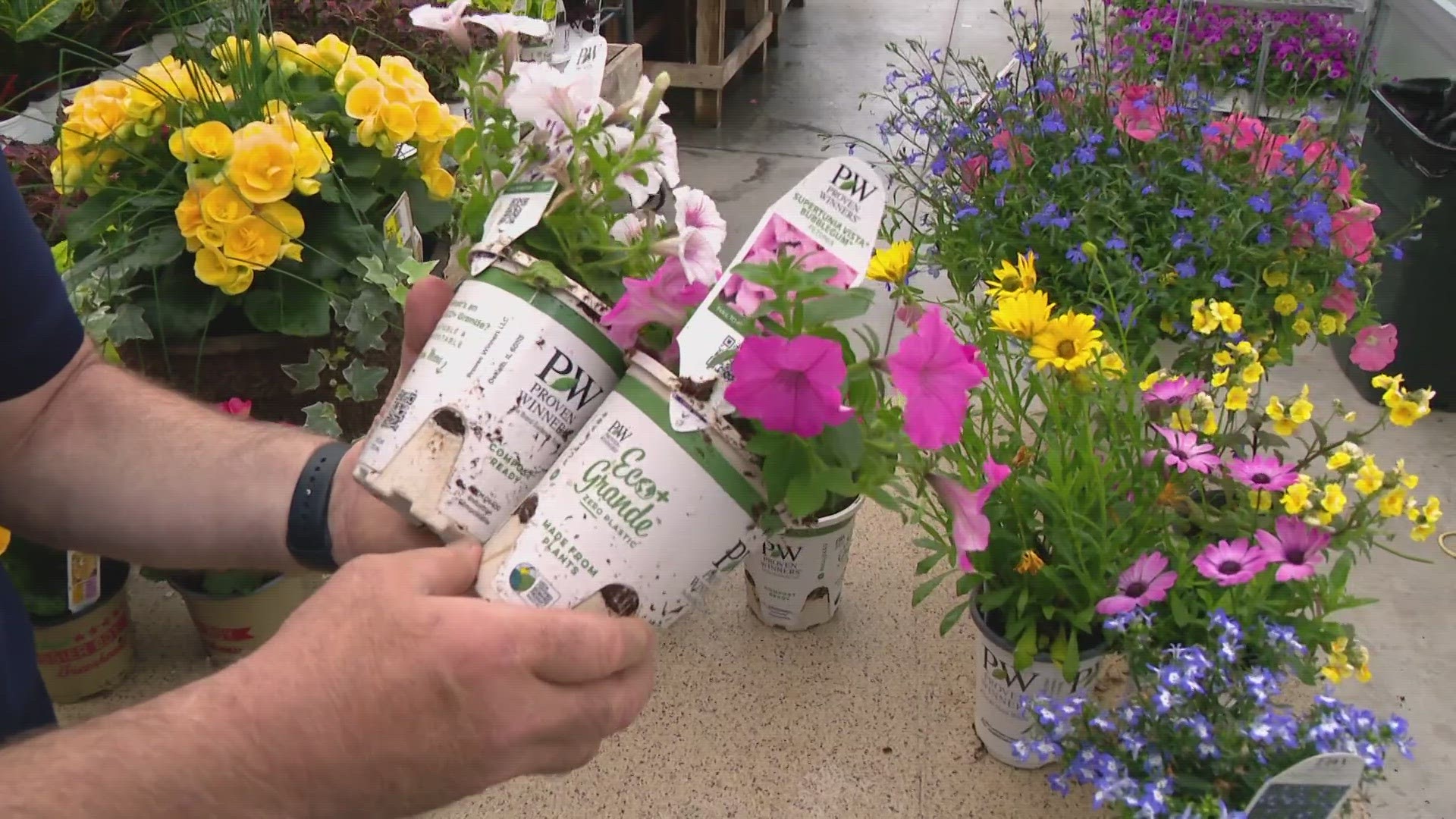Generally, Hoosiers start planting annuals around Mother's Day. Pat Sullivan shared some favorites for sun and shade.