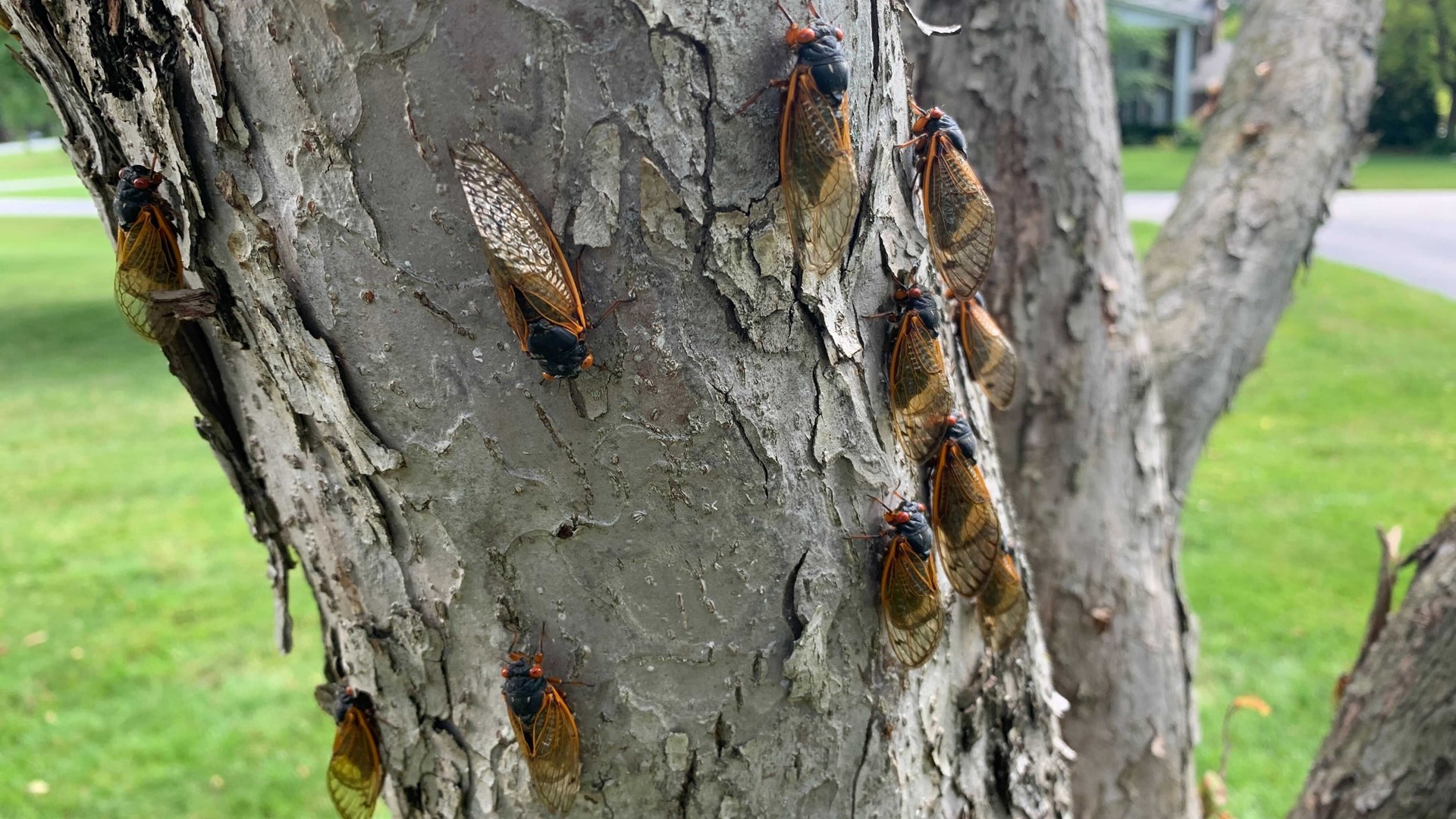 Hoosiers in central Indiana are seeing — and hearing — cicadas in their neighborhoods.